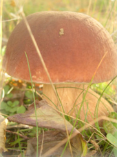 fungo porcino